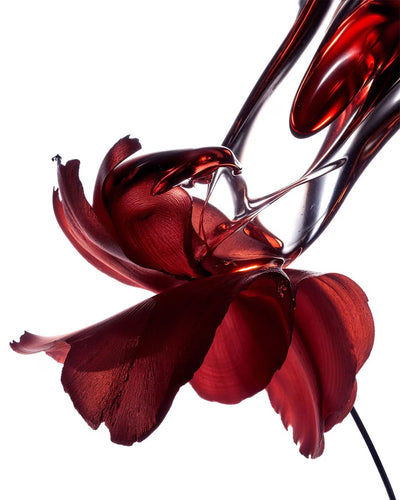 ROSE ABSOLUTE